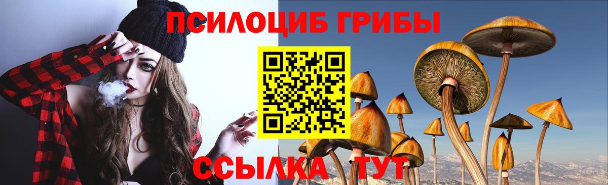 Галлюциногенные грибы Psilocybe Магадан